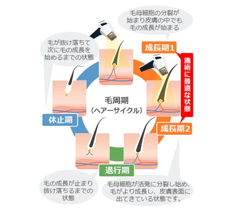 チンコ脱毛|【メンズ】陰毛(VIO)は永久脱毛すべき？後悔しないクリニック。